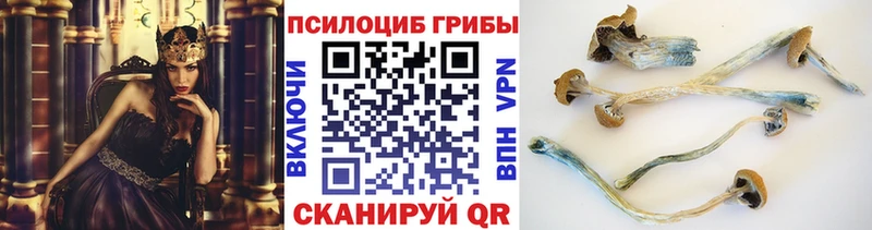 блэк спрут как зайти  Калач-на-Дону  Галлюциногенные грибы мицелий 